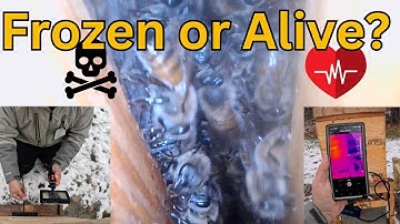 Are my Honeybees Frozen or Alive? Thermal Camera and Video Inside a Hive