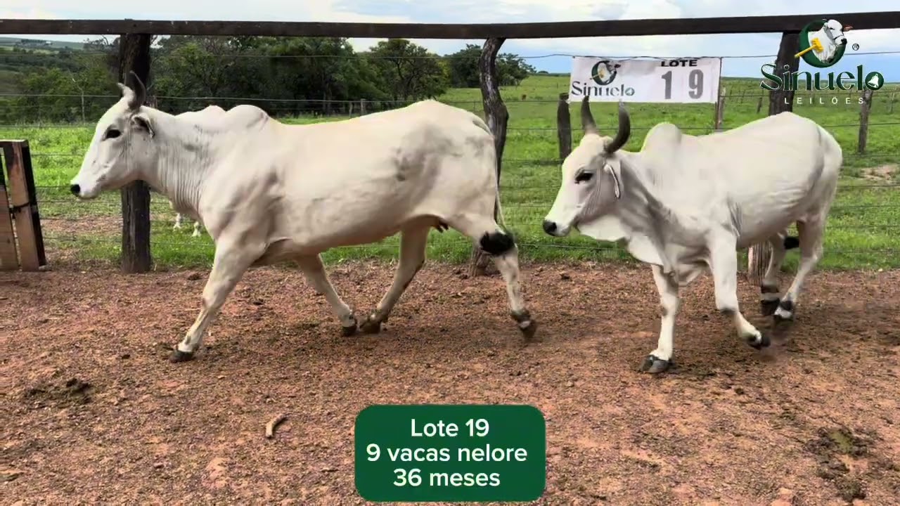 Lote 19