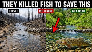 Everyone Said the Fire Killed This US Trout Then 96 Fish Rebuilt 131 Miles