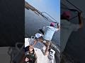 Florida Boat Rodeo 👀 #fishing #hunting #survival #shtf #funny #country #animals #wildlife #boar