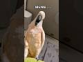 Funny Talking Parrot  #CuteBird  #Shorts #parrot #viralshort
