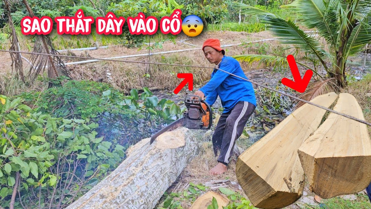 Thế cưa độc lạ của Vua Khỉ !!! Khi cưa hạ gốc cây Sao lớn trong vườn cây ăn trái.