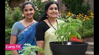 How to replant a curry leaf plant, fertilizers, pruning and caring instructions screenshot 2