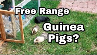 OUTDOOR GUINEA PIG CAGE TOUR! | Free Range Guinea Pigs? | Yesli Frias