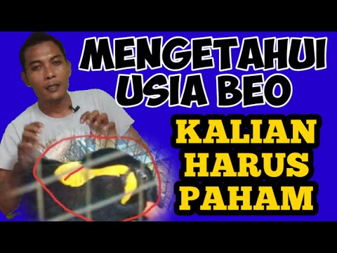 Video: Cara Menentukan Usia Burung Beo Cockatiel