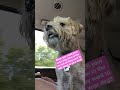 They talked about my dog on the radio!!!