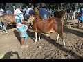 শাহীওয়াল জাতের কিছু ষাঁড় বাছুরের বাজার দর