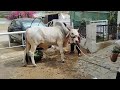 Chand Bail #bachara #videos #mandi #multan mandi