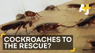 Cockroach Robots Just Might Save You