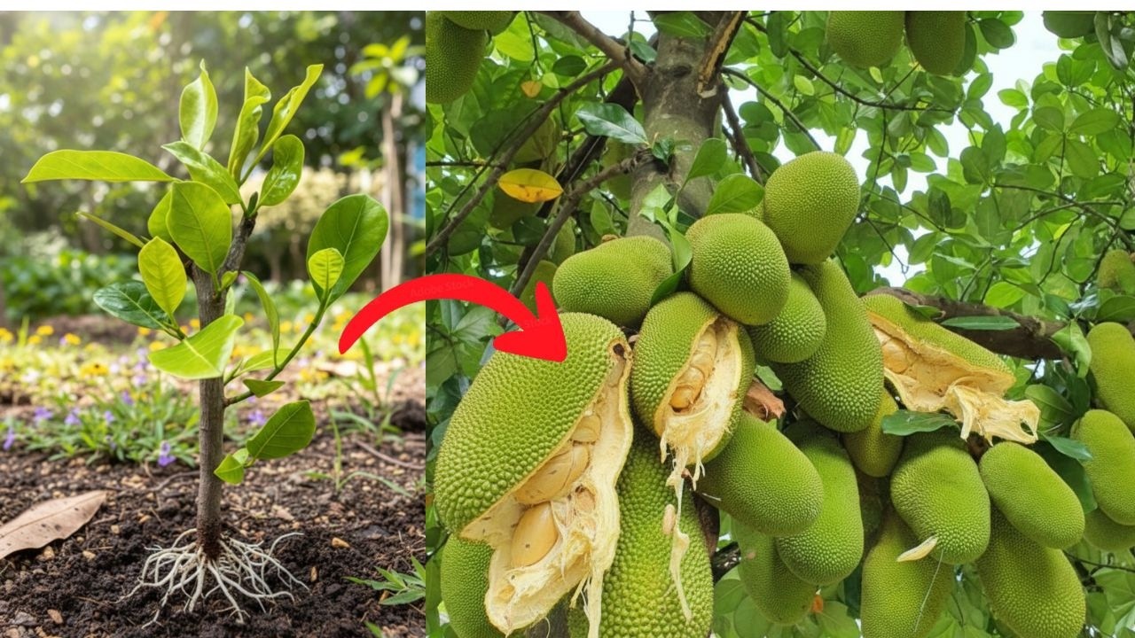 From Cutting to Giant: Growing Jackfruit the Secret Way!