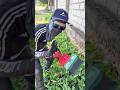 Speed 3 di mesin rumput baterai youxian #mesinrumput