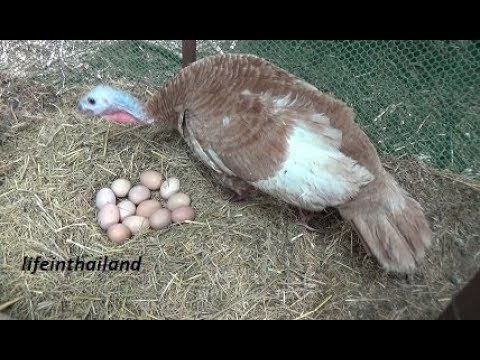 turkey sitting on eggs 2