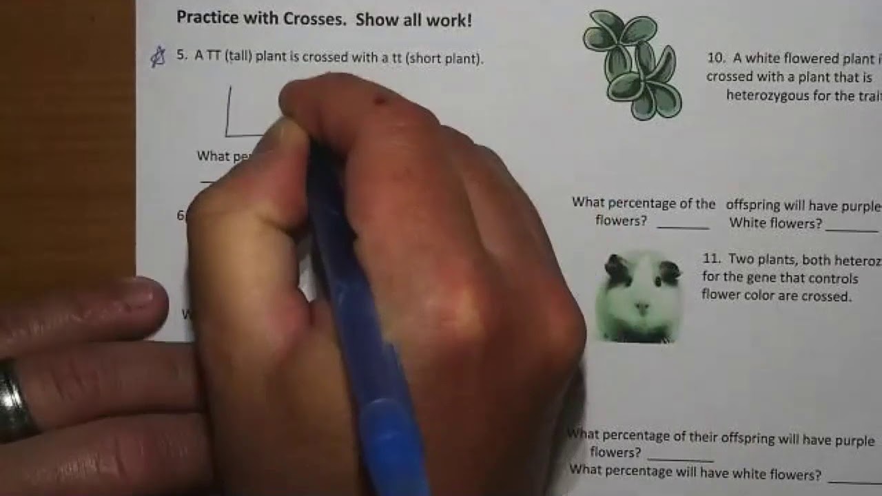 Reviewing Some Basic Genetics Problems - YouTube