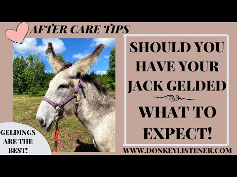 Gelding a Donkey 3 things I do for aftercare {what to expect}