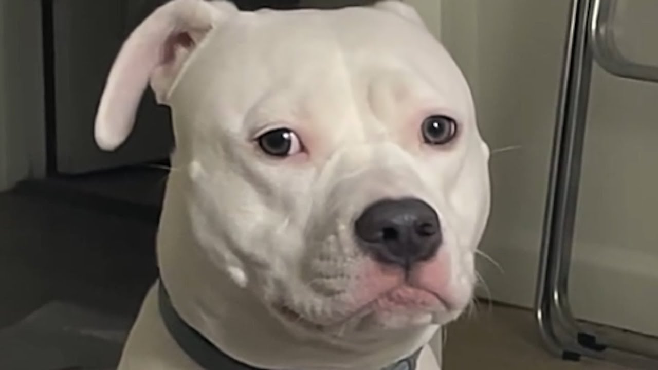 Woman takes home 'free' dog. And got what she deserved.