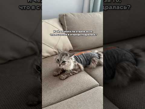 Главное, что аппетит хороший! Просится гулять, но я ей не разрешаю 🫣