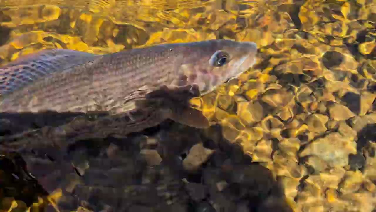 Хариус на Smith AR Spinner