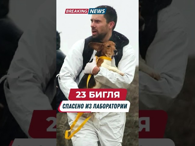 23 бигля спасли от лаборатории. 27 активистов арестованы. #новости