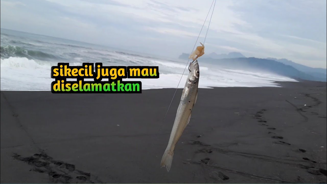 Sambutan dipagi hari Mancing pasiran.