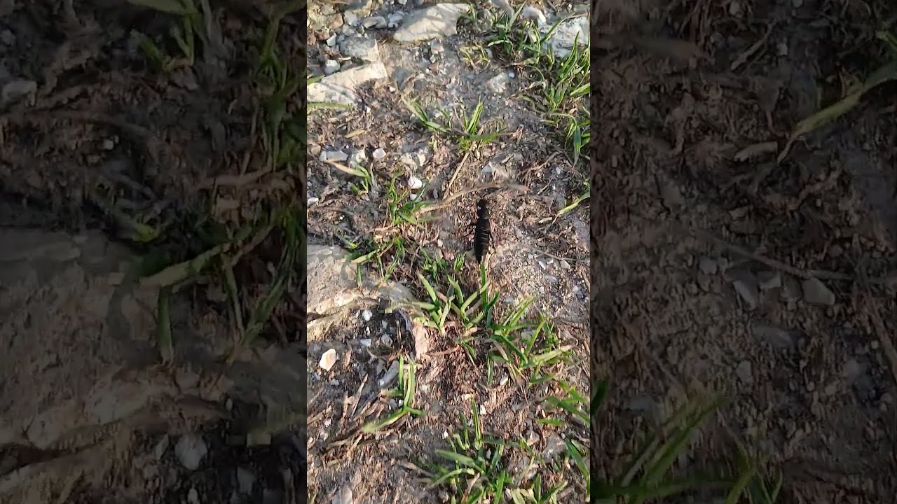 The "Devil's Coach Horse Beetle" 🪲 