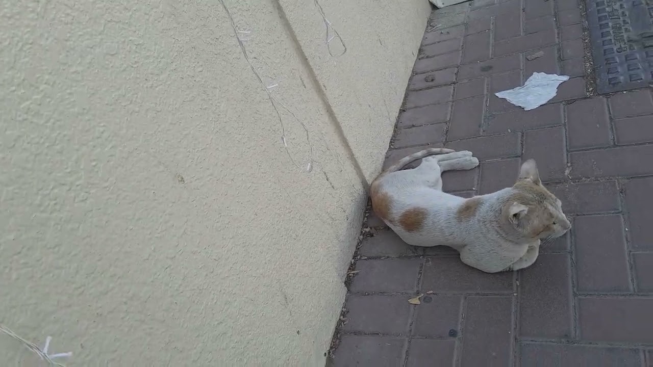 2 cute cat blessed sunday everyone 