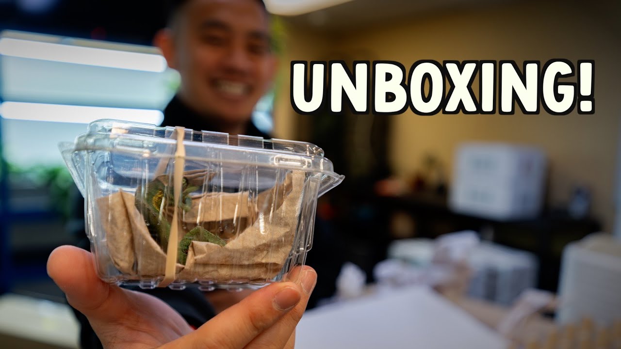 REPTILE UNBOXING & NEW PLANT SHOWCASE | PLANTS | UNS FORESTA | KOI POND