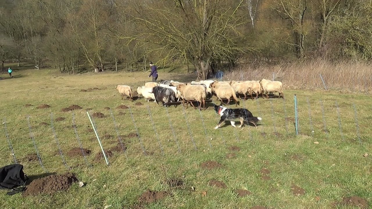 Mögliche Aufgaben eines Koppelgebrauchshundes