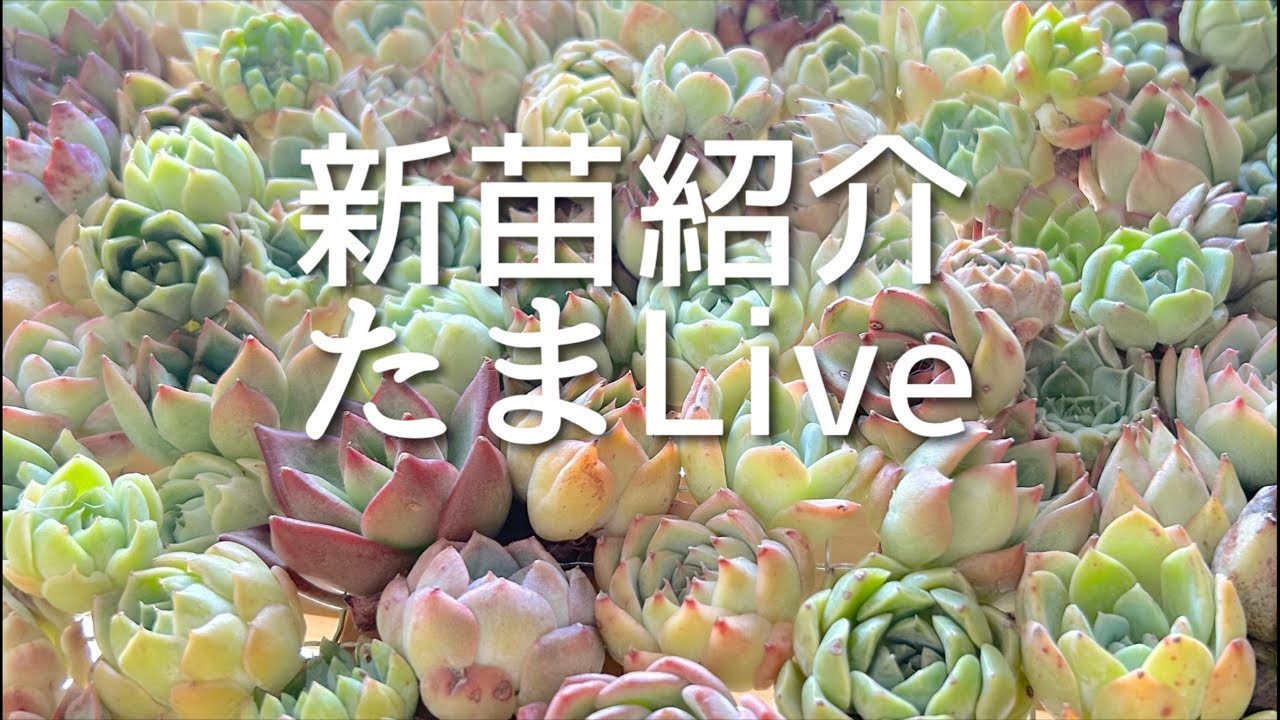 【たまLive Vol.3】たまちゃんず農園 がライブ配信します! - YouTube