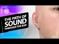 From Ear to Brain: The Wild Journey of Sound
