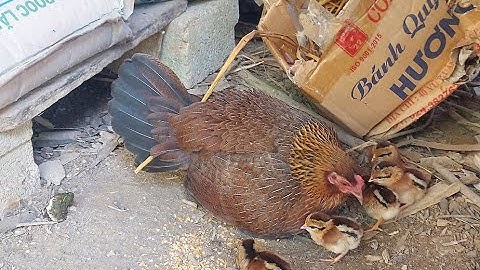 Mùa sinh sản của gà rừng .