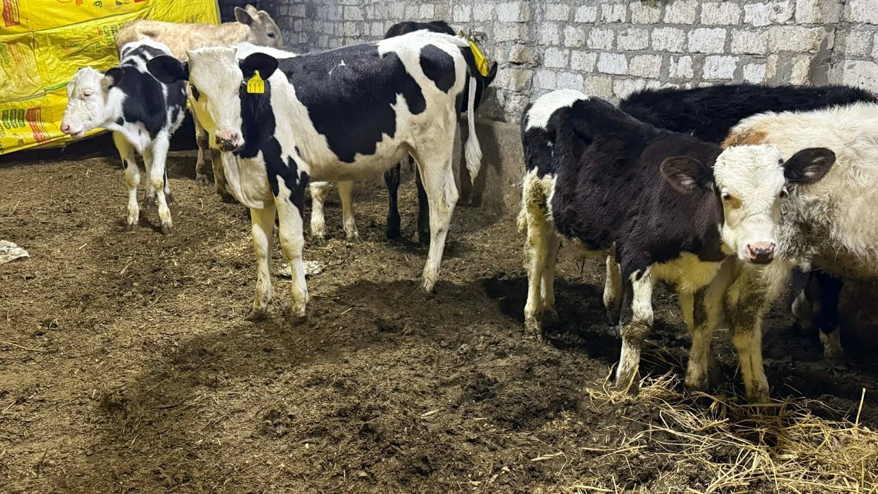 حلويات رمضان عرض السلالات النادرة البيور عجلات بيور سيمنتال وهولشتاين وبراون بيور أصلي بنات استيراد