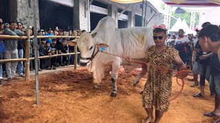 DUEL KLASIK KELAS SAPI PERANAKAN ONGGOLE🔥‼️