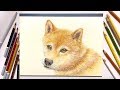 画像をダウンロード 色鉛筆 犬 イラスト リアル 書き方 322817