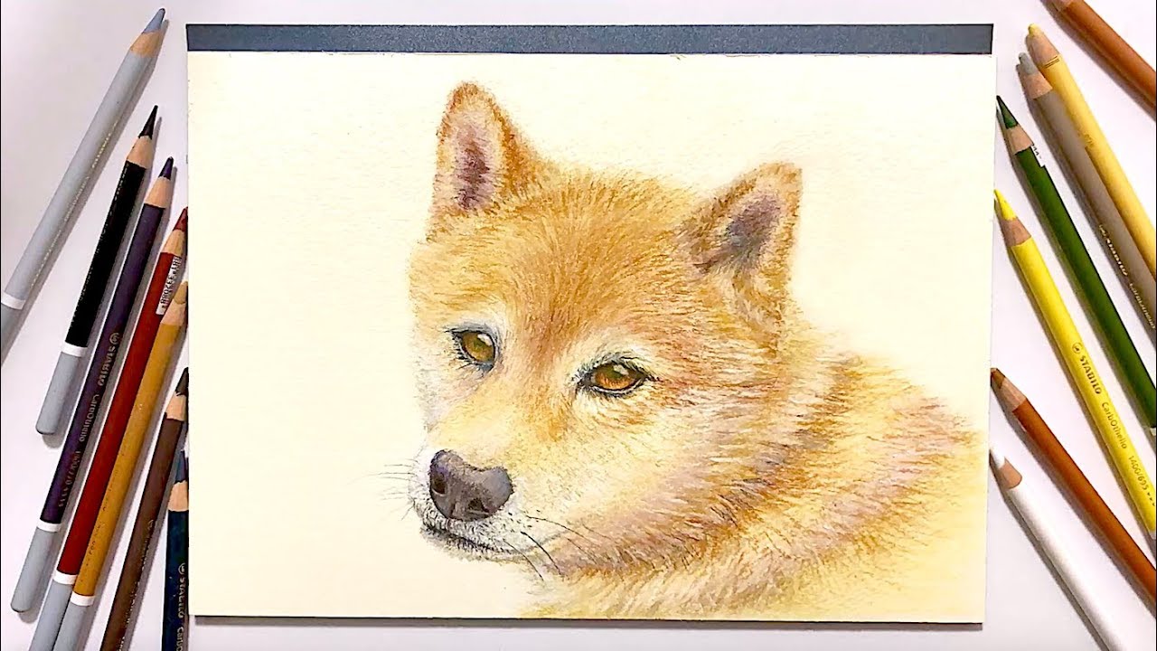 リアルな犬の描き方with色鉛筆 タイムラプス Drawing A Dog With