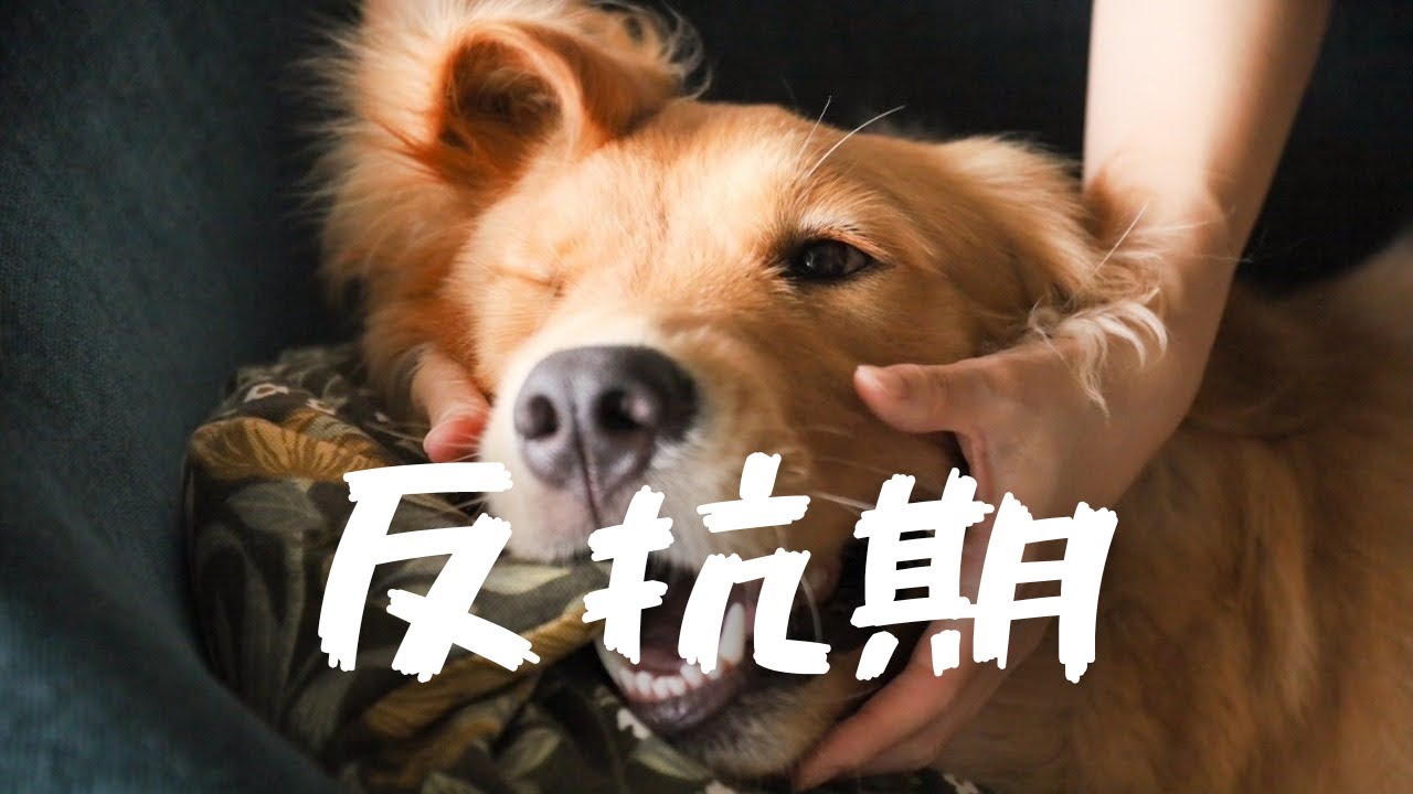 【犬の反抗期】自我の目覚めと闘う日々，成長ってすばらしい【ゴールデンレトリーバー】【大型犬】