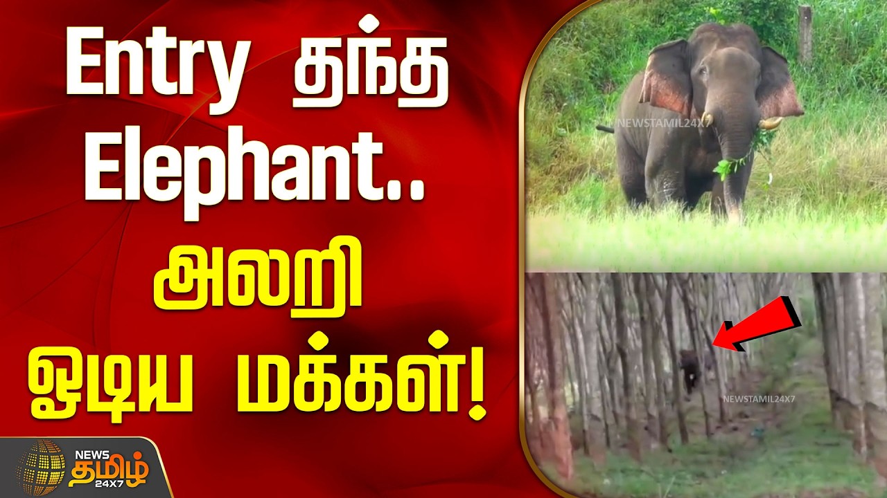 Entry தந்த Elephant.. அலறி ஓடிய மக்கள்! | Maruthampaarai Elephant News | Kanniyakumari |
