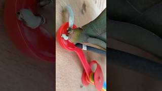 Реанимация орхидеи без корней перекисью водорода!