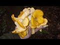 Chanterelle Hunting Michigan