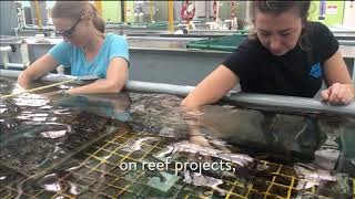 Looking back at my Internship with Citizens of the Great Barrier Reef - Madatha's Travels