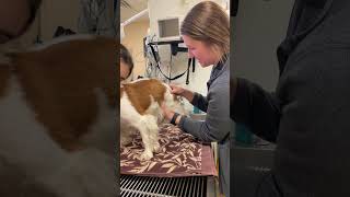 Skill #58 - Palpate Urinary Bladder (very small, did not need expressed)