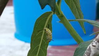 Sick Monarch Caterpillar