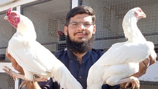 Aseel Murga aur Murgi ko kis Umar me Breed par lagana Chai hai | Kashif Khan Aseel