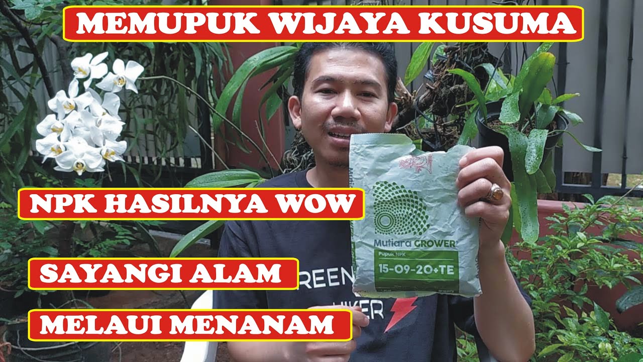 CARA MEMUPUK WIJAYA KUSUMA DENGAN PUPUK NPK MUTIARA YANG TEPAT 