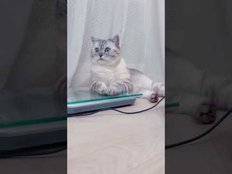 Если котик начал ходить мимо лотка.