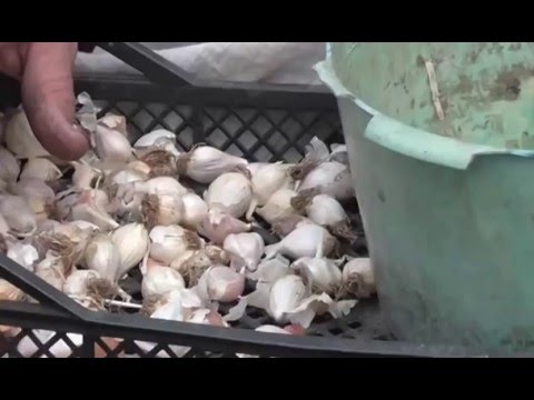 Весенняя посадка чеснока. Яровой чеснок Весенняя посадка чеснока. Яровой чеснок