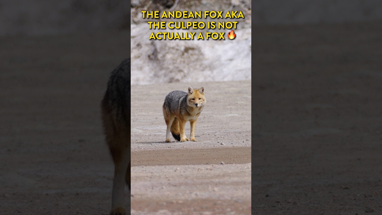 The Andean Fox aka the Culpeo is not actually a fox, but it does look like one. 🔥 