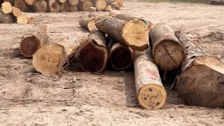 Logging in Michigan to bring you premium lumber.