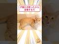 子猫引き取ったから自慢するで #2ch動物スレ #猫動画 #猫のいる暮らし