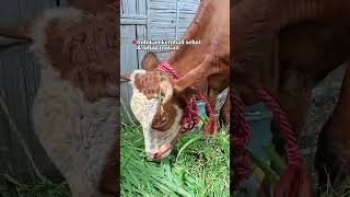 Alhamdulilah Sudah Sehat