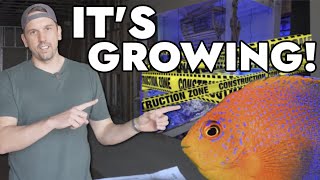 This Local Fish Store Has a Rare $3,000 Angelfish & is EXPANDING!
